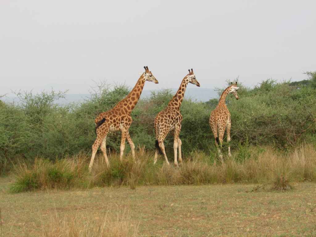 Artist of the Day: Jon&nbsp;Muq