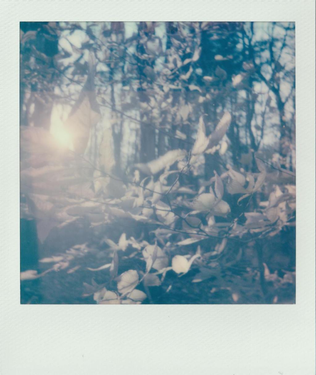 Album of the Week: Moira Smiley’s The Rhizome&nbsp;Project